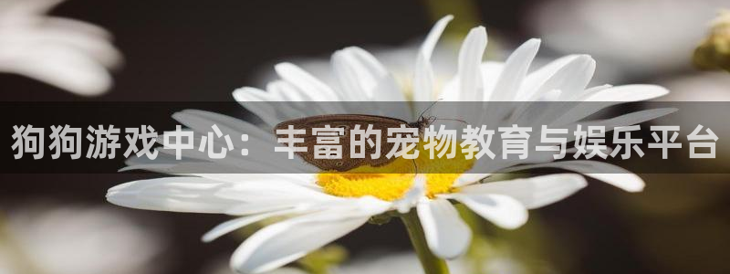 聚富welcome体育3在线注册：狗狗游戏中心：丰富的宠物教育与娱乐平台